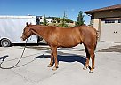 Elmer Ranch Horse Elmer
