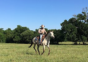 Quarter Pony (Quarter Pony, Mare) in Washington, TX