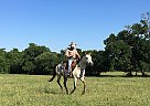 Quarter Pony - Horse for Sale in Washington, TX 77880