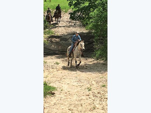 Fancy and Safe Buckskin Mare
