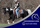 Missouri Fox Trotter - Horse for Sale in Jamestown, KY 42629 Missouri Fox Trotter - Horse for Sale in Jamestown, KY 42629