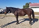 Frankie - 4 Y/O OTTB - 16.1h
