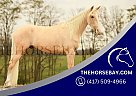 Rocky Mountain - Horse for Sale in Cynthiana, KY 41031 Rocky Mountain - Horse for Sale in Cynthiana, KY 41031
