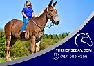 Mule - Horse for Sale in Crab Orchard, KY 40419 Mule - Horse for Sale in Crab Orchard, KY 40419