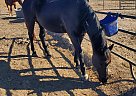Quarter Horse - Horse for Sale in Eldorado, KS 67042