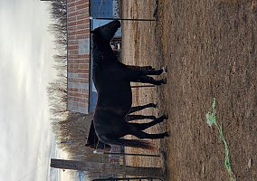Quarter Horse (Quarter Horse, Mare) in Eldorado, KS