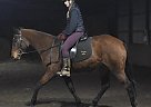Quarter Horse - Horse for Sale in Duluth, MN 55803 Quarter Horse - Horse for Sale in Duluth, MN 55803