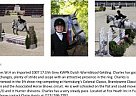 Dutch Warmblood Stallion for Sale in Furlong, Pennsylvania Dutch Warmblood Stallion for Sale in Furlong, Pennsylvania