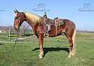Stroker - Gelding in Jamestown, KY Stroker - Gelding in Jamestown, KY