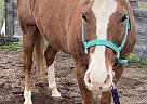 Quarter Horse - Horse for Sale in Duluth, MN 55803 Quarter Horse - Horse for Sale in Duluth, MN 55803
