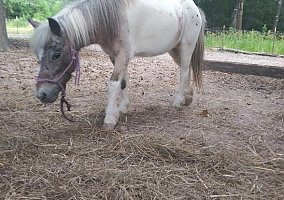 Appaloosa (Appaloosa, Mare) in Sour Lake, TX