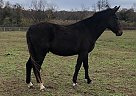 Levi - Gelding in Chestertown, MD Levi - Gelding in Chestertown, MD