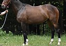 Thoroughbred - Horse for Sale in Duluth, MN 55803 Thoroughbred - Horse for Sale in Duluth, MN 55803