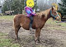 Pony - Horse for Sale in Duluth, MN 55803