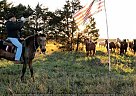 Bull Dog Billy - Gelding in Marshfield, MO Bull Dog Billy - Gelding in Marshfield, MO