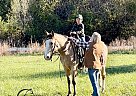 Prince - Gelding in Conway, MO Prince - Gelding in Conway, MO