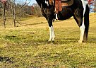 Spotted Saddle - Horse for Sale in Canton, NC 28716