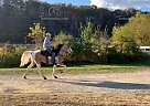Vegas - Gelding in West Liberty, KY Vegas - Gelding in West Liberty, KY