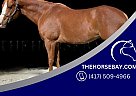 Paint - Horse for Sale in Plymouth, CA 95669