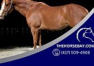 Paint - Horse for Sale in Plymouth, CA 95669 Paint - Horse for Sale in Plymouth, CA 95669