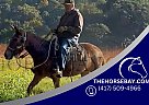Mule - Horse for Sale in Everett, PA 15537 Mule - Horse for Sale in Everett, PA 15537