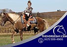 Rocky Mountain - Horse for Sale in Parkers Lake, KY 42634 Rocky Mountain - Horse for Sale in Parkers Lake, KY 42634