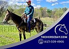 Mule - Horse for Sale in Lexington, TN 38351