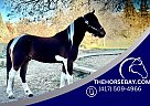 Mustang - Horse for Sale in Fort Collins, CO 80534 Mustang - Horse for Sale in Fort Collins, CO 80534