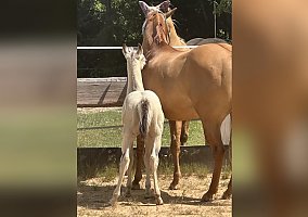 Warmblood (Warmblood, Stallion) in TN