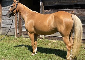 Quarter Horse (Quarter Horse, Mare) in Conyers, GA