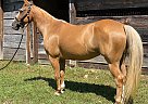 Quarter Horse - Horse for Sale in Conyers, GA 30012