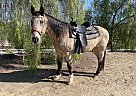 Harley - Gelding in Perris, CA Harley - Gelding in Perris, CA