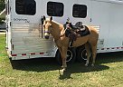 2D-3D Barrel Mare Sparkle n Cash