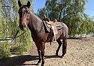 Andiamo - Gelding in Perris, CA Andiamo - Gelding in Perris, CA