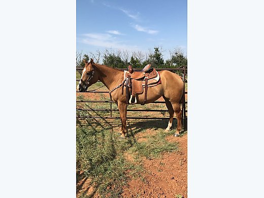 6 Year old Mare