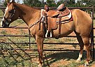6 Year old Mare Ginger