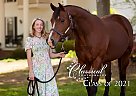 Sweet - Mare in Carrollton, GA Sweet - Mare in Carrollton, GA