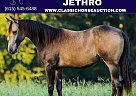 Quarter Horse - Horse for Sale in Poplarville, MS 39470 Quarter Horse - Horse for Sale in Poplarville, MS 39470