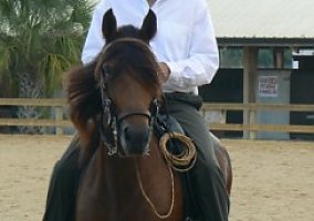 Paso Fino (Paso Fino, Mare) in Floral City, FL