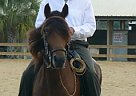 Paso Fino - Horse for Sale in Floral City, FL 34436