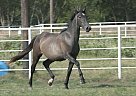 RHF Qadira - Mare in Corsicana, TX RHF Qadira - Mare in Corsicana, TX