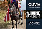 Draft - Horse for Sale in Baltic, OH NA Draft - Horse for Sale in Baltic, OH NA