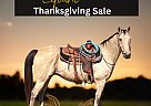 Quarter Horse - Horse for Sale in Sulphur Springs, TX 75483 Quarter Horse - Horse for Sale in Sulphur Springs, TX 75483