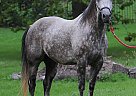 Gelding 16 yrs Kotah