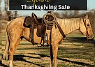 Quarter Horse - Horse for Sale in Iberia, MO 65486 Quarter Horse - Horse for Sale in Iberia, MO 65486