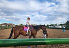 Thoroughbred - Horse for Sale in Arvada, CO 80005 Thoroughbred - Horse for Sale in Arvada, CO 80005