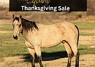Quarter Horse - Horse for Sale in Iberia, MO 65486