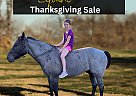 Quarter Horse - Horse for Sale in Sulphur Springs, TX 75483 Quarter Horse - Horse for Sale in Sulphur Springs, TX 75483