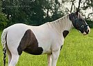 Spotted Saddle - Horse for Sale in Morrison, TN 37357 Spotted Saddle - Horse for Sale in Morrison, TN 37357