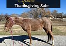 Quarter Horse - Horse for Sale in Lebanon, MO 65536